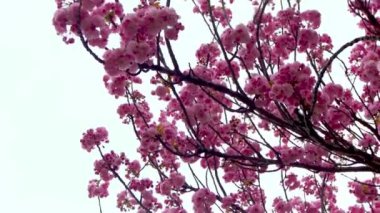 Sakura pembe çiçeklerle çiçek açar. Bahçedeki ağaçlar. Dallardaki tomurcuklar. İlkbahar bitkisi