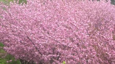 Sakura pembe çiçeklerle çiçek açar. Bahçedeki ağaçlar. Dallardaki tomurcuklar. Bahar bitkisi manzarası. Rüzgar dalgası