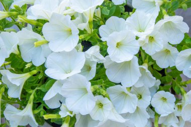 Beyaz petunya. Surfinia çiçek tomurcukları. Yaz taçyapraklı bitki arka planı