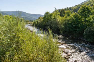 Yeşil yaz orman doğası. Dağ nehri. Taşların üzerinden akan su. Şelaleler akıyor