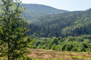 Dağlar Karpatlar 'a kadar uzanır. Yazın Hills Ormanı Ağaçları. Yeşil Doğa açık hava manzarası