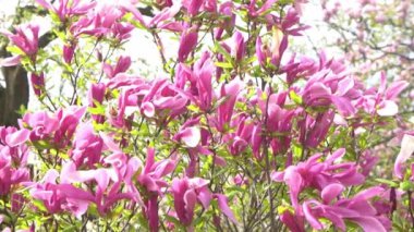 Pembe manolya çiçekleri. Bahçedeki bir ağaç dalında çiçek tomurcuğu. Bahar çiçekli doğa