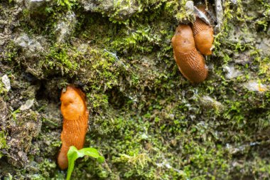 Yosun üzerinde kahverengi sümüklüböcekler. Doğadaki vahşi hayvan.