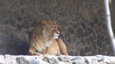 Dişi aslanlara yakın çekim. Hayvanat bahçesindeki büyük vahşi kedi. Etrafa bakıyorum.