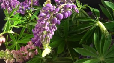 Lupine çiçekleri. Mor ve pembe tomurcuk buketi.