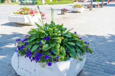Hosta ve Petunia gidiyor. Beton Bitkisindeki Çiçek Yatağını Karıştır. Mini çiçekli bahçe Sokakta esrar