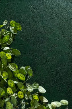 Yeşil yapraklı arka plan. Lunaria Annua gidiyor. Kurumuş çiçek para bitkisi.