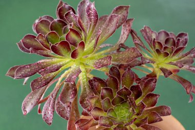 Flower Aeonium Schwarzkopf sulu. Bitki yaprakları. Ağaç Ağacı Kara Gül.