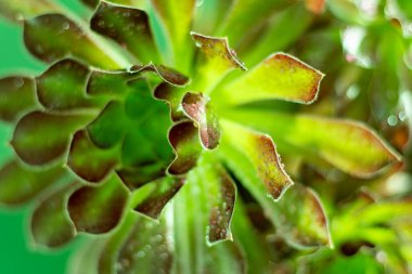 Flower Aeonium Schwarzkopf sulu. Bitki yaprakları. Ağaç Ağacı Kara Gül.