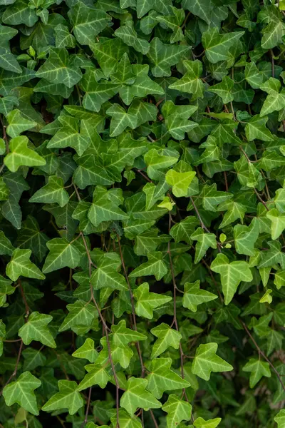 Yeşil sarmaşık yaprakları arka planda kalır. Doğal bitki örtüsü.