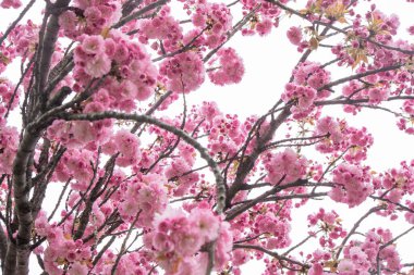 Sakura pembe çiçeklerle çiçek açar. Bahçedeki ağaçlar. Dallardaki tomurcuklar. İlkbahar bitkisi