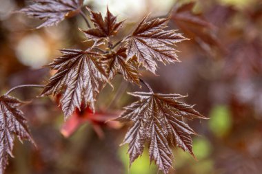 Japon akçaağaç dallarının kırmızı yaprakları. Doğa çiçekli arka plan yapraklı.