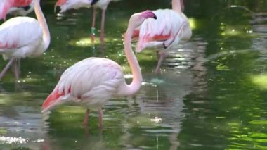 Pembe flamingo kuş gölü suyu. Flamingo hayatı. Doğa hayvanı.