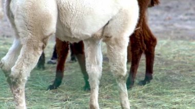 Alpaca Vicugna Pacos hayvanı. Beyaz kürkü kaşınan bir lama.