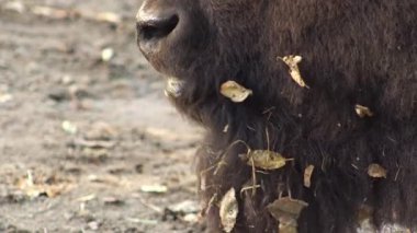 Yapraklı bir sakal. Kafası geviş getiren birinin profili. Burun ve ağız. Bizon çiğneme. Bizon memeli kahverengi tüylü hayvan.