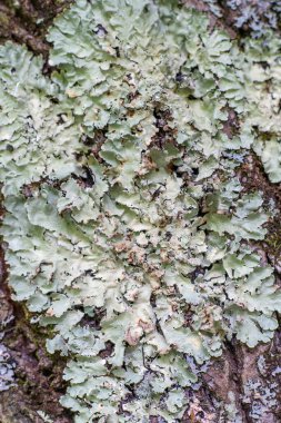 Ağaçta Lichen yosunu var. Doğal gri yeşil arka plan. Flavoparmelia caperata, Parmeliaceae familyasından bir liken. Doğa arkaplanı