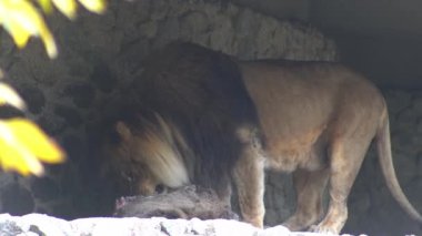 Aslan hayvan et yer.