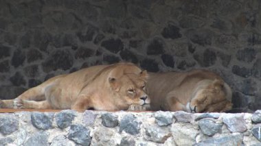 İki dişi aslan uyuyor. Kedi hayvan Aslan uyuyor. Dişi aslan uzanıyor.