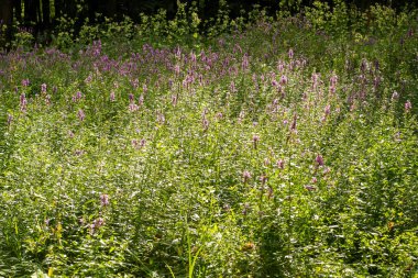 Çiçek Bud Lythrum salicaria yeşil yapraklar bitki. Meadow
