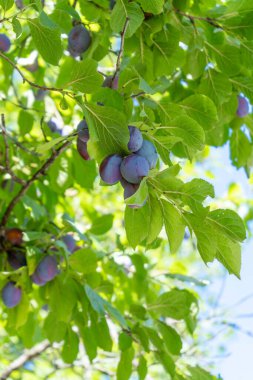 Mavi erik meyvesi ağaçta yetişir. Yeşil yapraklar.