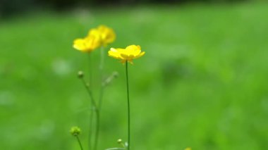 Düğünçiçeği sarısı çiçek. Yeşil doğa yaz geçmişi