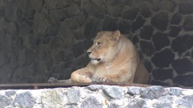 Dişi aslan dinleniyor. Hayvanat bahçesindeki büyük vahşi kedi.