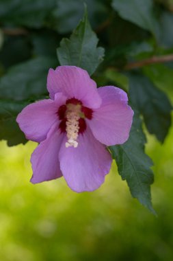 Mor tomurcuk. Çiçek ve yapraklar. Yaprak yaprağı