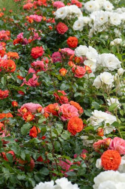 Bahçede turuncu pembe gül tomurcuğu. Çiçek kırmızısı yapraklar çiçek tarlası. Kırmızı güller açık havada