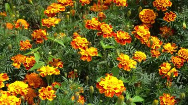 Kadife çiçeği bahçesi. Portakal tomurcukları. Bitki çiçek açar.