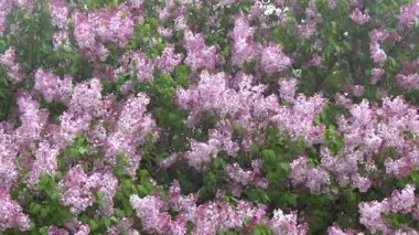 Dal açan leylak çiçekleri. Bahçe baharı bitkisi, doğa çiçeği arka planı.