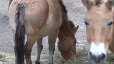 Kahverengi iki at besleniyor. Przewalski At Hayvanı. Arka plan kuyruğu