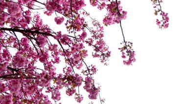 Sakura pembe çiçeklerle çiçek açar. Bahçedeki ağaçlar. Dallardaki tomurcuklar. Bahar bitkisi. Boşluğu kopyala