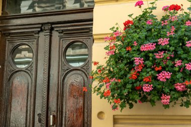 Pelargonyumlu saksı. Eski ahşap giriş kapıları. Pembe kırmızı tomurcuk