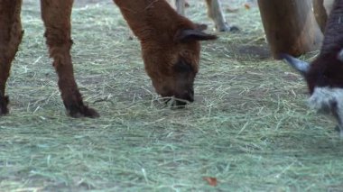 Alpaca Vicugna Pacos hayvanları yemek samanı yer. Kahverengi ve beyaz renkli yün.