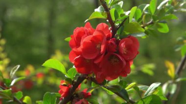 Kırmızı bahar çiçeği. Japon ayva Chaenomeles. Çalı dalında Bud. Bahçede yeşil yapraklar. Doğa bitkisi arka planı