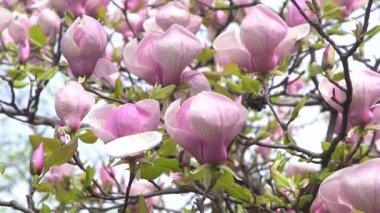 Pembe manolya çiçekleri. Bahçedeki bir ağaç dalında çiçek tomurcuğu. Bahar çiçekli doğa yaprağı kapanıyor.