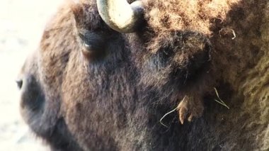 Kafası geviş getiren birinin profili. Burun ve ağız. Bizon çiğneme. Bizon memeli kahverengi kürklü hayvan. Yaklaş.