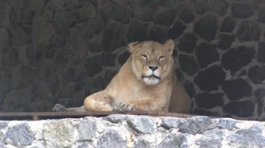 Dişi aslan oturur. Hayvanat bahçesindeki büyük vahşi kedi.