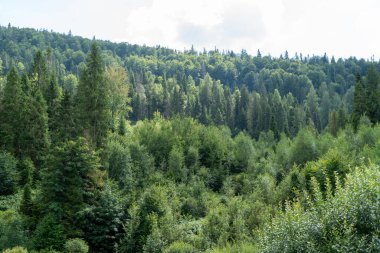Yeşil Orman ağaçları. Doğa arkaplanı.