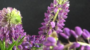Lupine çiçekleri. Mor ve pembe tomurcuk buketi.