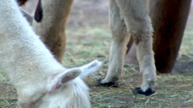 Alpaca Vicugna Pacos hayvan ailesi yemek yer.