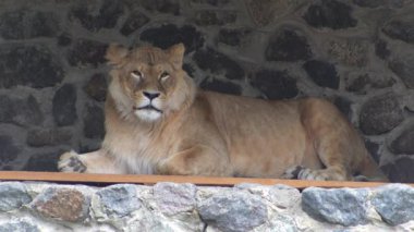 Dişi aslanlara yakın çekim. Hayvanat bahçesindeki büyük vahşi kedi. Takılıyorum.