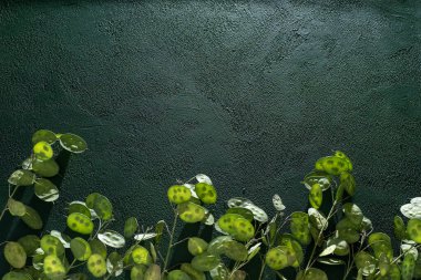 Yeşil yapraklı arka plan. Lunaria Annua gidiyor. Kurumuş çiçek para bitkisi.