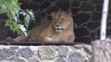 Dişi aslan. Büyük vahşi kedi hayvanat bahçesinde yaşıyor..