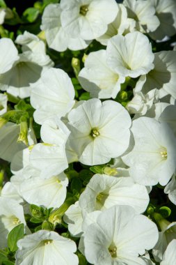 Beyaz petunya. Surfinia çiçek tomurcukları. Yaz taçyapraklı bitki arka planı