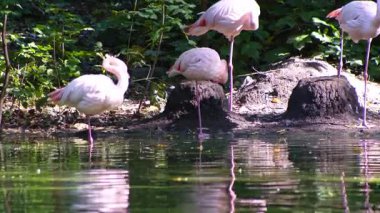 Pembe flamingo kuş gölü suyu. Flamingo hayatı. Doğa hayvanı.