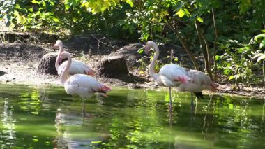 Pembe flamingo kuş gölü suyu. Flamingo hayatı. Doğa hayvanı.