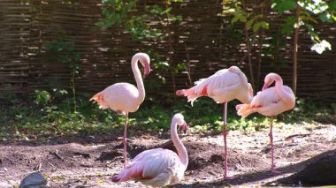 Pembe flamingo kuş gölü suyu. Flamingo hayatı. Doğa hayvanı.