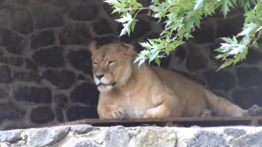 Dişi aslanlara yakın çekim. Hayvanat bahçesindeki büyük vahşi kedi.