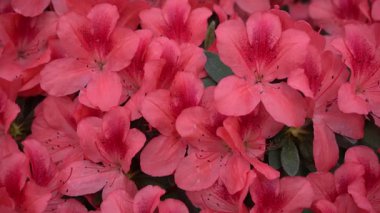 Azalea tomurcuğu. Bahçedeki Rhododendron bitkisi. Kırmızı taçyapraklı kaplama